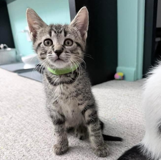 Slushy, a Adoptable Tabby in Kentwood, MI image 3/6