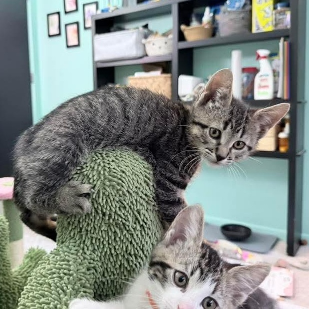 Slushy, a Adoptable Tabby in Kentwood, MI image 5/6