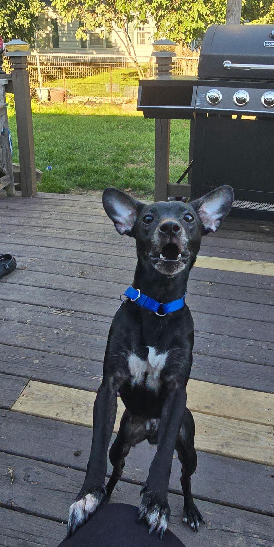 Enlarge Biscuit, a Adoptable mixed breed in Elmhurst, IL image 4/6