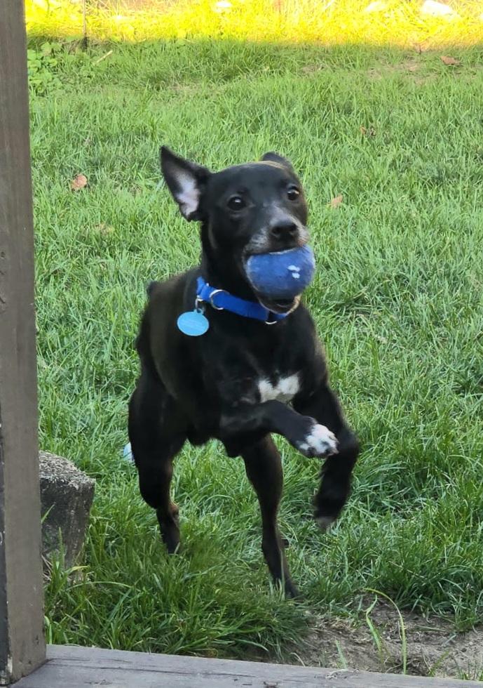 Enlarge Biscuit, a Adoptable mixed breed in Elmhurst, IL image 3/6