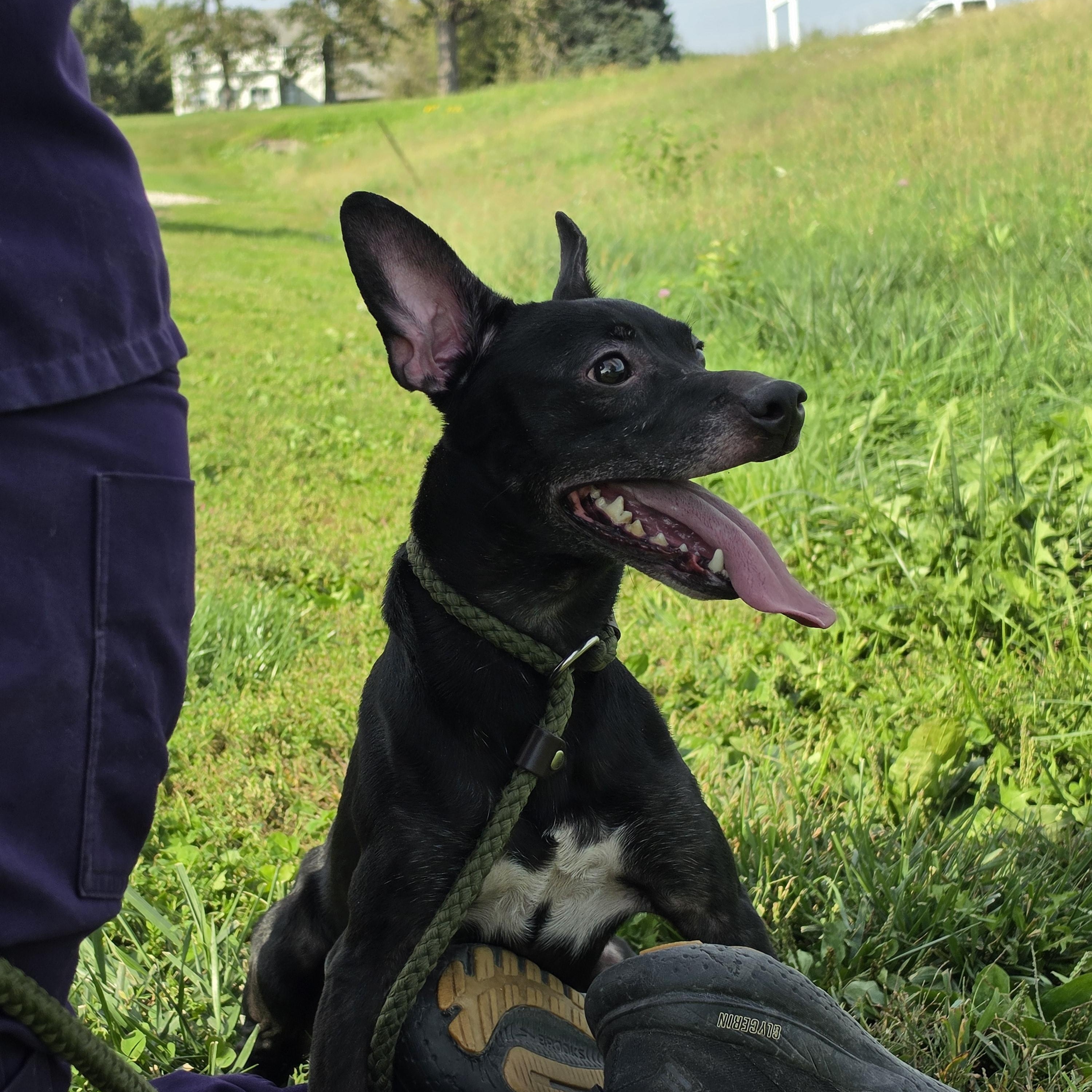 Enlarge Biscuit, a Adoptable mixed breed in Elmhurst, IL image 1/6