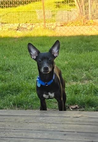 Enlarge Biscuit, a Adoptable mixed breed in Elmhurst, IL image 5/6