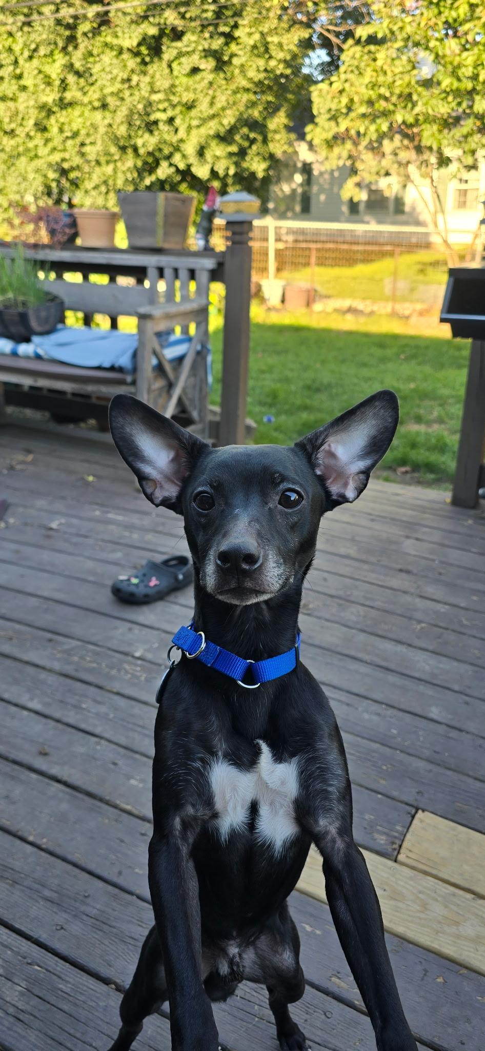 Enlarge Biscuit, a Adoptable mixed breed in Elmhurst, IL image 2/6