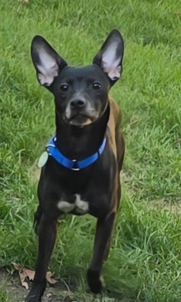 Enlarge Biscuit, a Adoptable mixed breed in Elmhurst, IL image 6/6