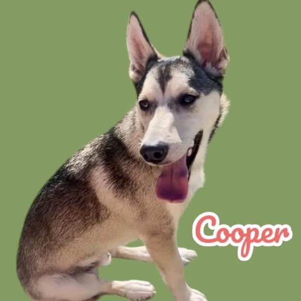 Cooper