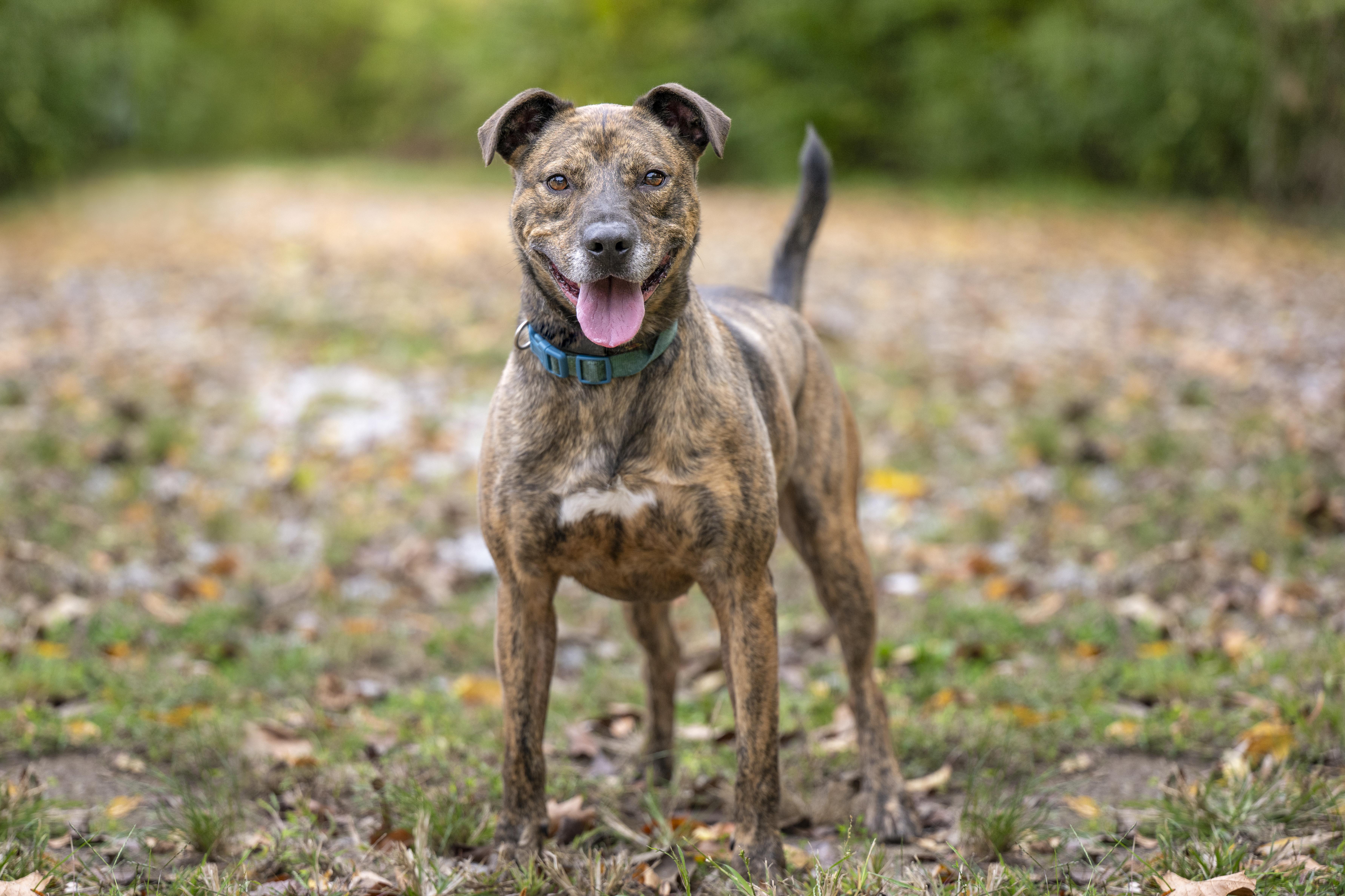 Cody, a Adoptable mixed breed in Terre Haute, IN image 1/2