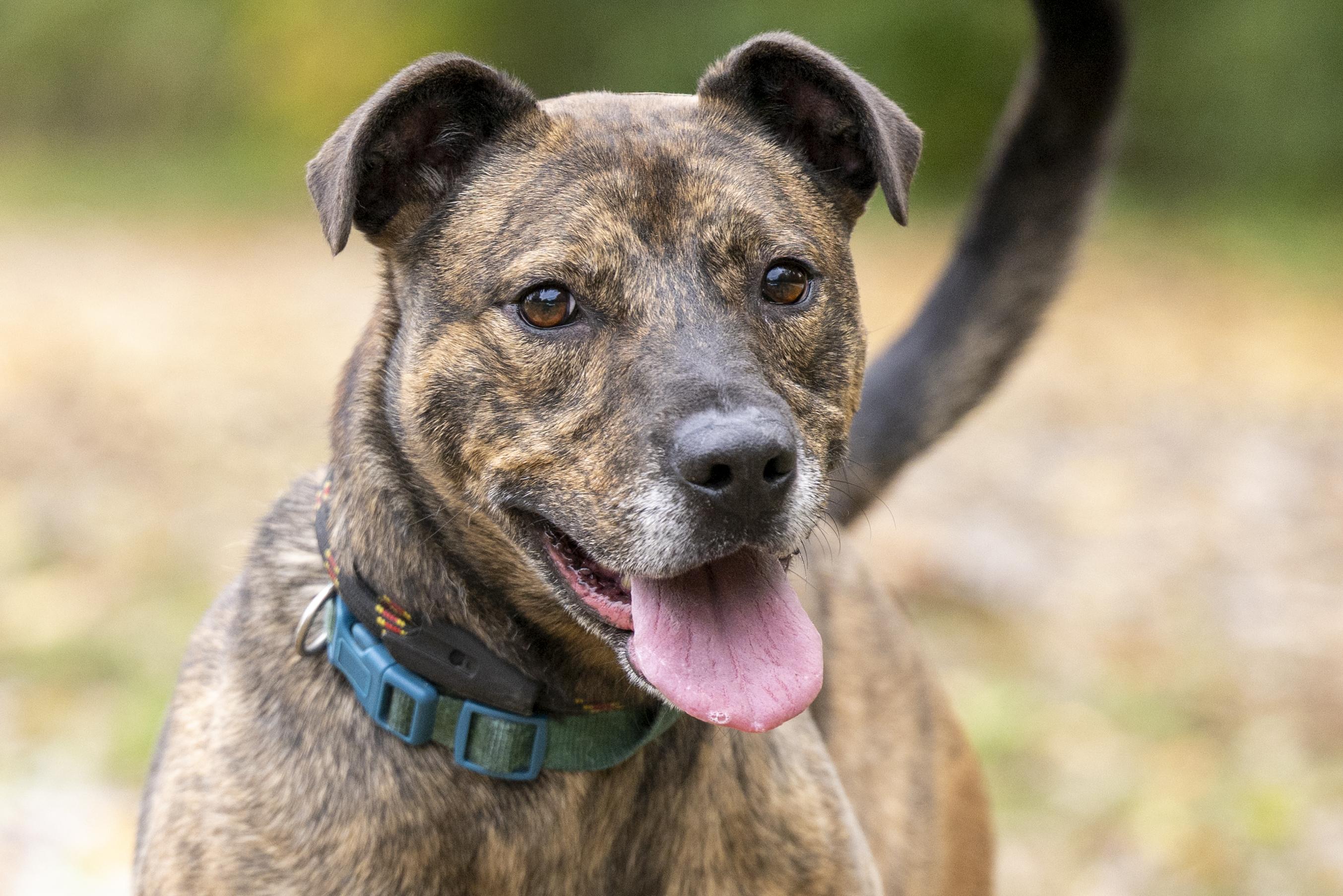 Cody, a Adoptable mixed breed in Terre Haute, IN image 2/2