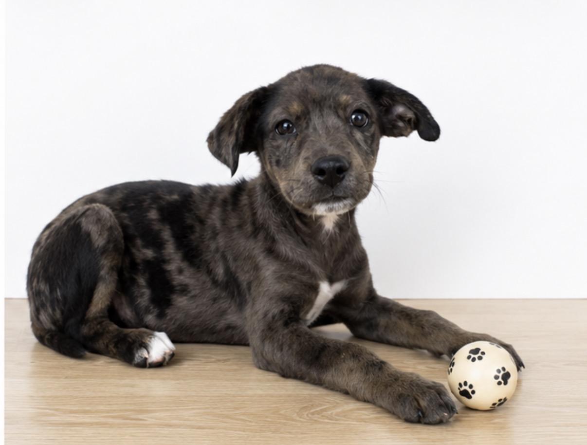 Enlarge Hershey, a ADOPTABLE mixed breed in Corona, CA image 1/1