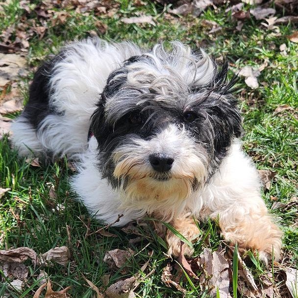 Gracie in Columbus, Ohio, a Adopted Havanese in Columbus, OH image 1/6