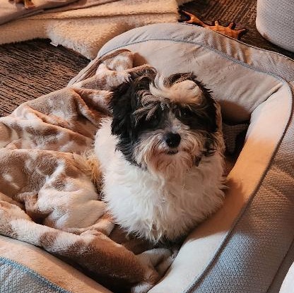 Gracie in Columbus, Ohio, a Adopted Havanese in Columbus, OH image 2/6