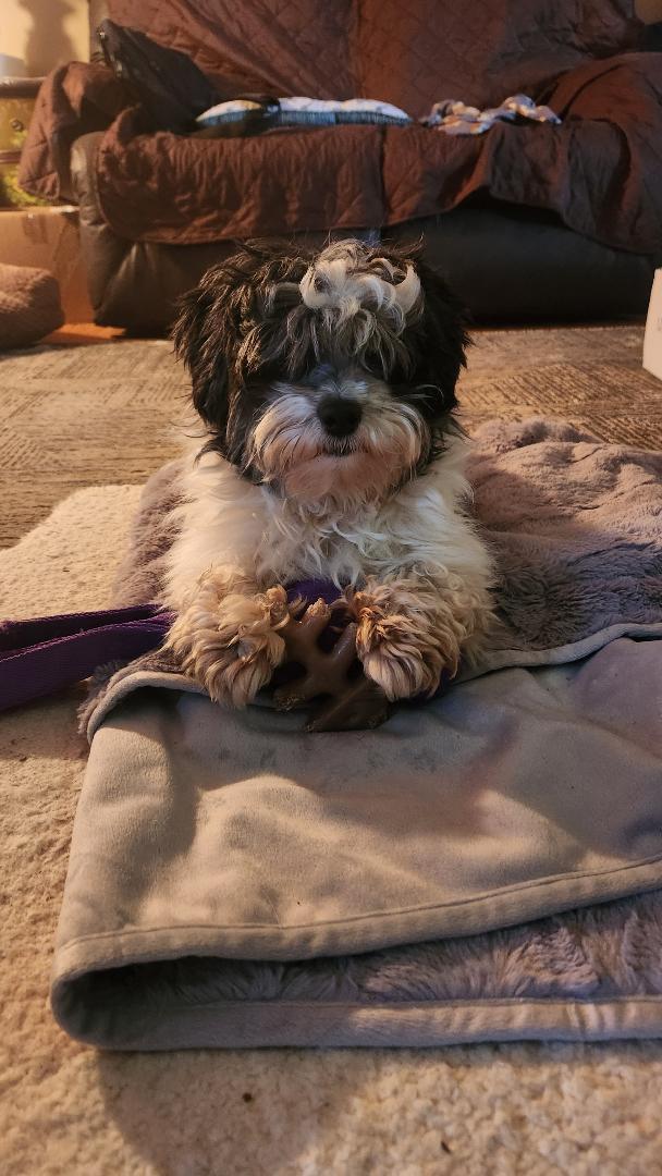 Gracie in Columbus, Ohio, a Adopted Havanese in Columbus, OH image 3/6