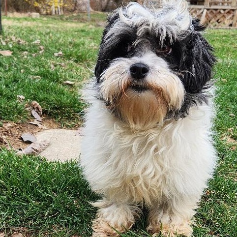 Gracie in Columbus, Ohio, a Adopted Havanese in Columbus, OH image 4/6