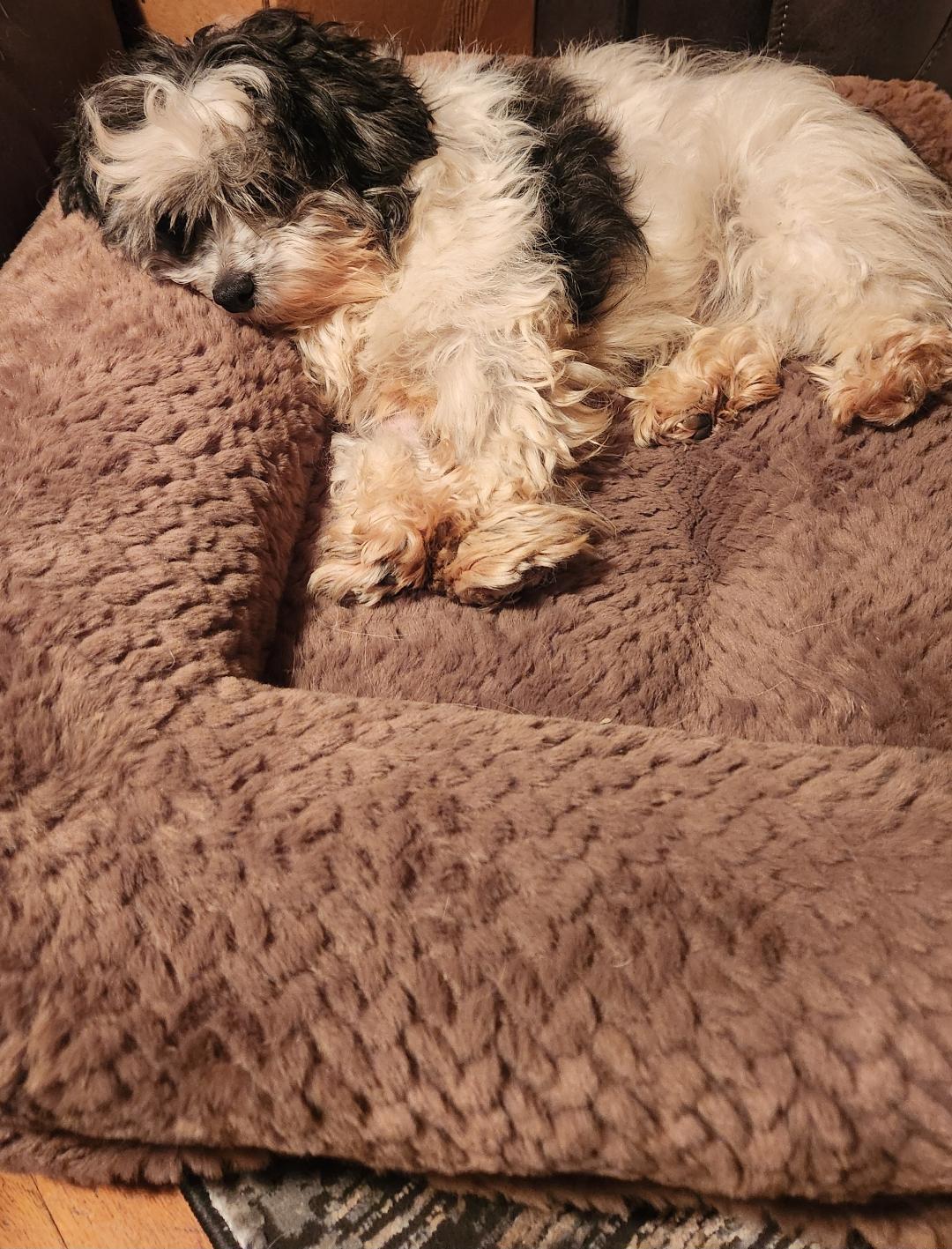 Gracie in Columbus, Ohio, a Adopted Havanese in Columbus, OH image 5/6