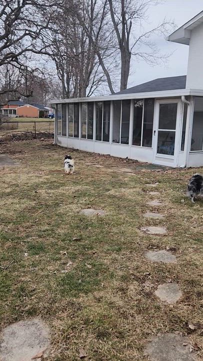 Enlarge Gracie in Columbus, Ohio, a Adopted Havanese in Columbus, OH video 6/6