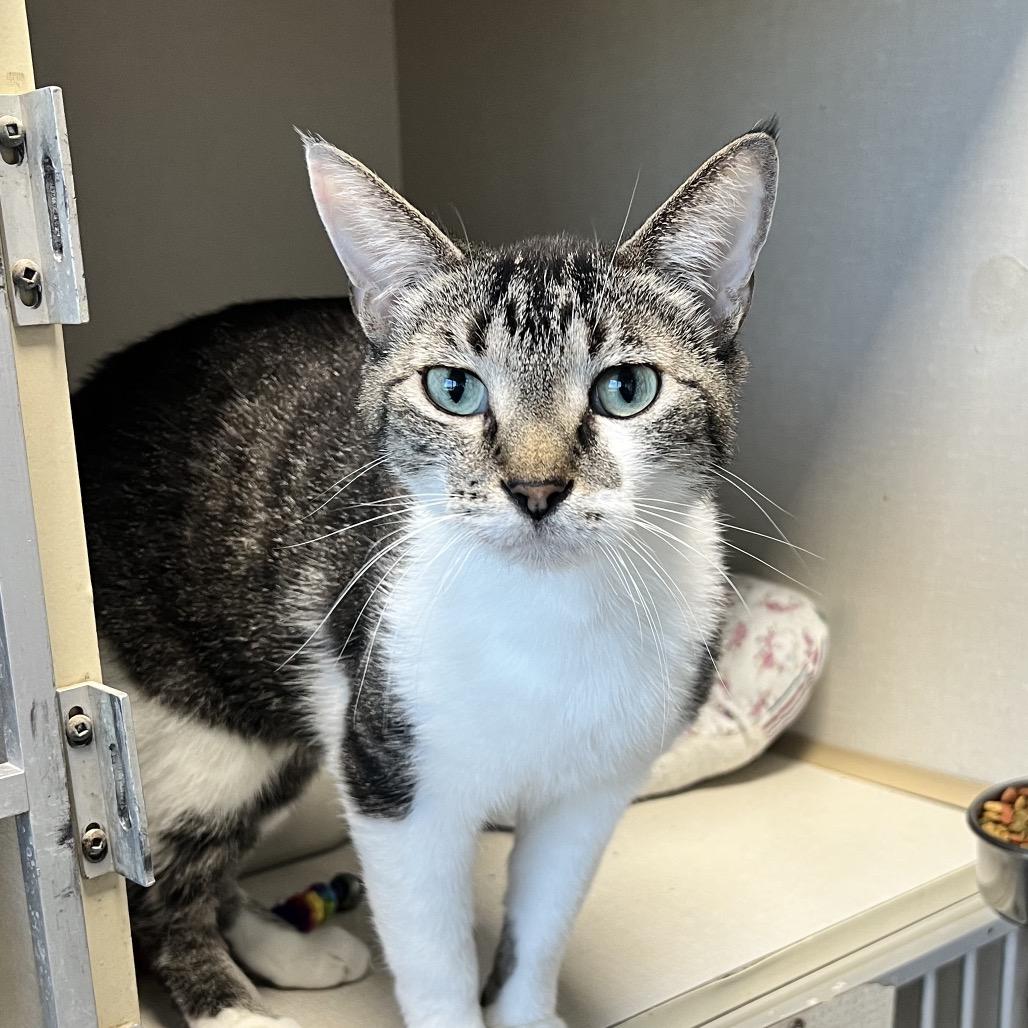 Enlarge Lucky, a ADOPTABLE Domestic Short Hair in Monticello, IA image 1/1