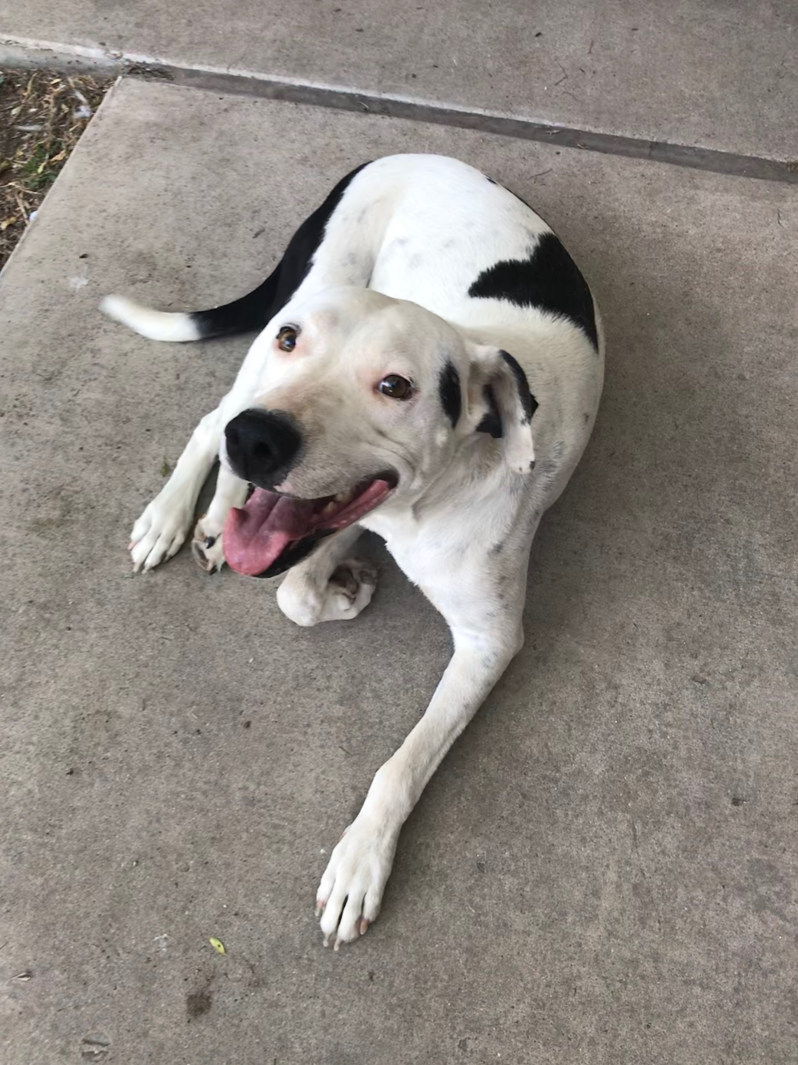 Enlarge Jenny, a Adoptable mixed breed in San Angelo, TX image 1/2