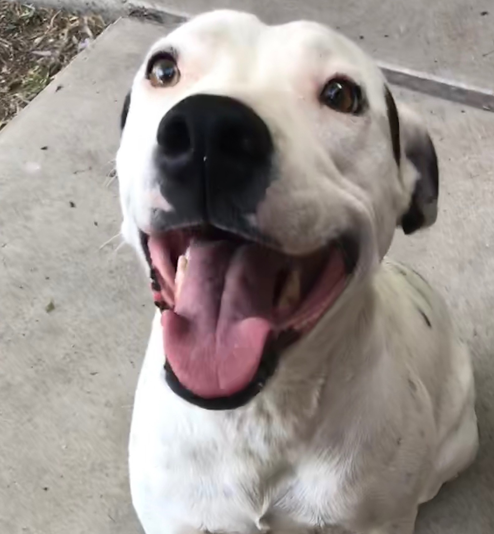 Enlarge Jenny, a Adoptable mixed breed in San Angelo, TX image 2/2