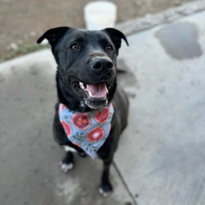 Enlarge Franny, a Adoptable Mixed Breed in Spokane, WA image 1/6