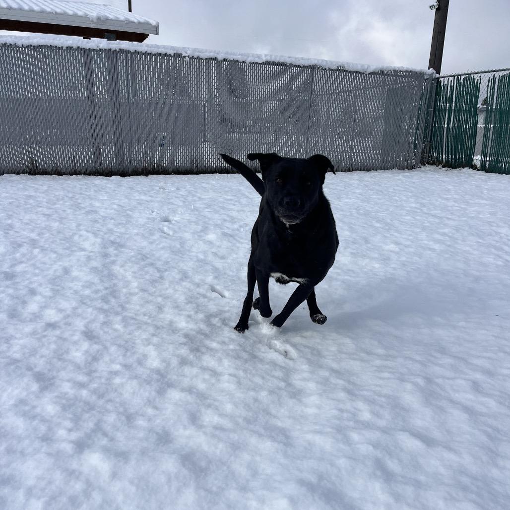 Enlarge Franny, a Adoptable Mixed Breed in Spokane, WA image 3/6