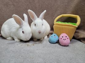 Tic and Tac, an adopted Florida White in Poughkeepsie, NY_image-1