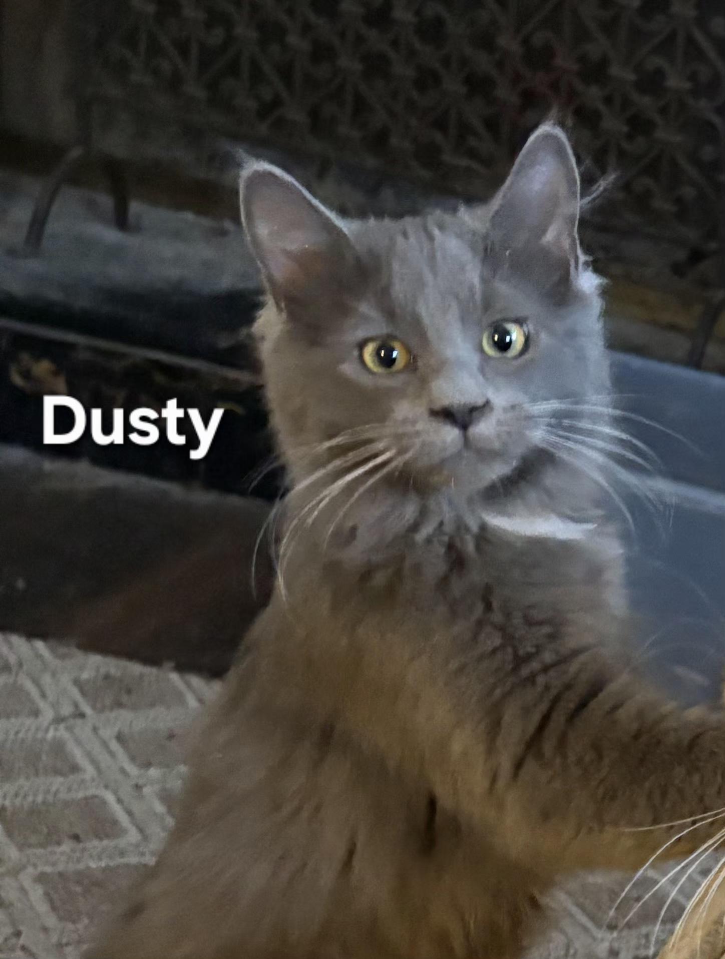 Dusty, adopted, Kitten Male Domestic Long Hair.