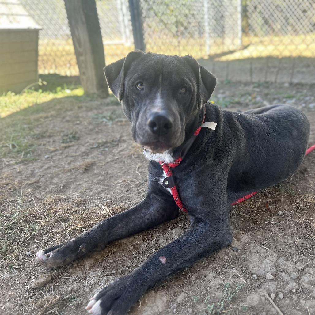 Wally (Adoption Fee Sponsored!), a Adoptable Mixed Breed in Alabaster, AL image 2/6