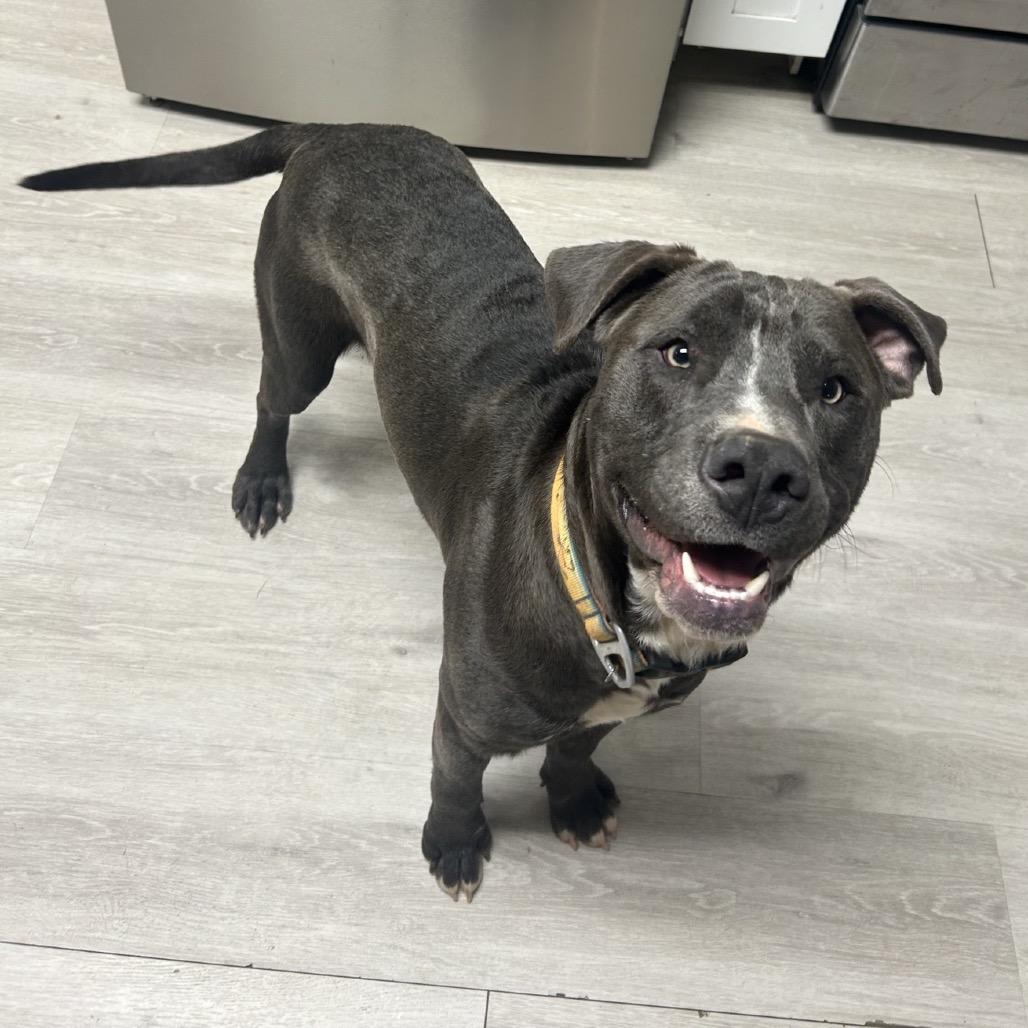 Enlarge Wally, a Adoptable Mixed Breed in Alabaster, AL image 2/6