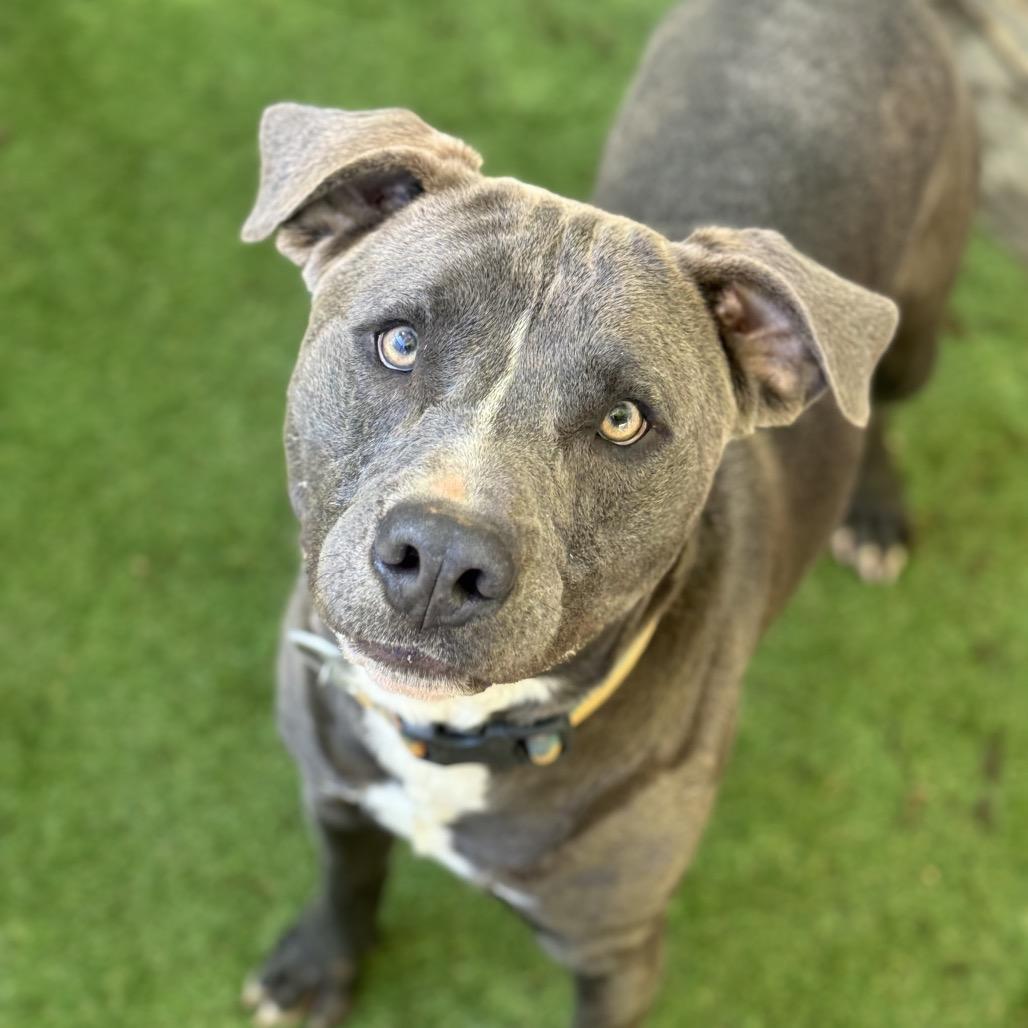 Enlarge Wally (Adoption Fee Sponsored!), a Adoptable Mixed Breed in Alabaster, AL image 2/6