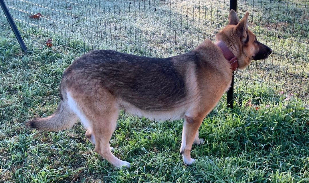 Kaja, Adoptable, Adult Female German Shepherd Dog.
