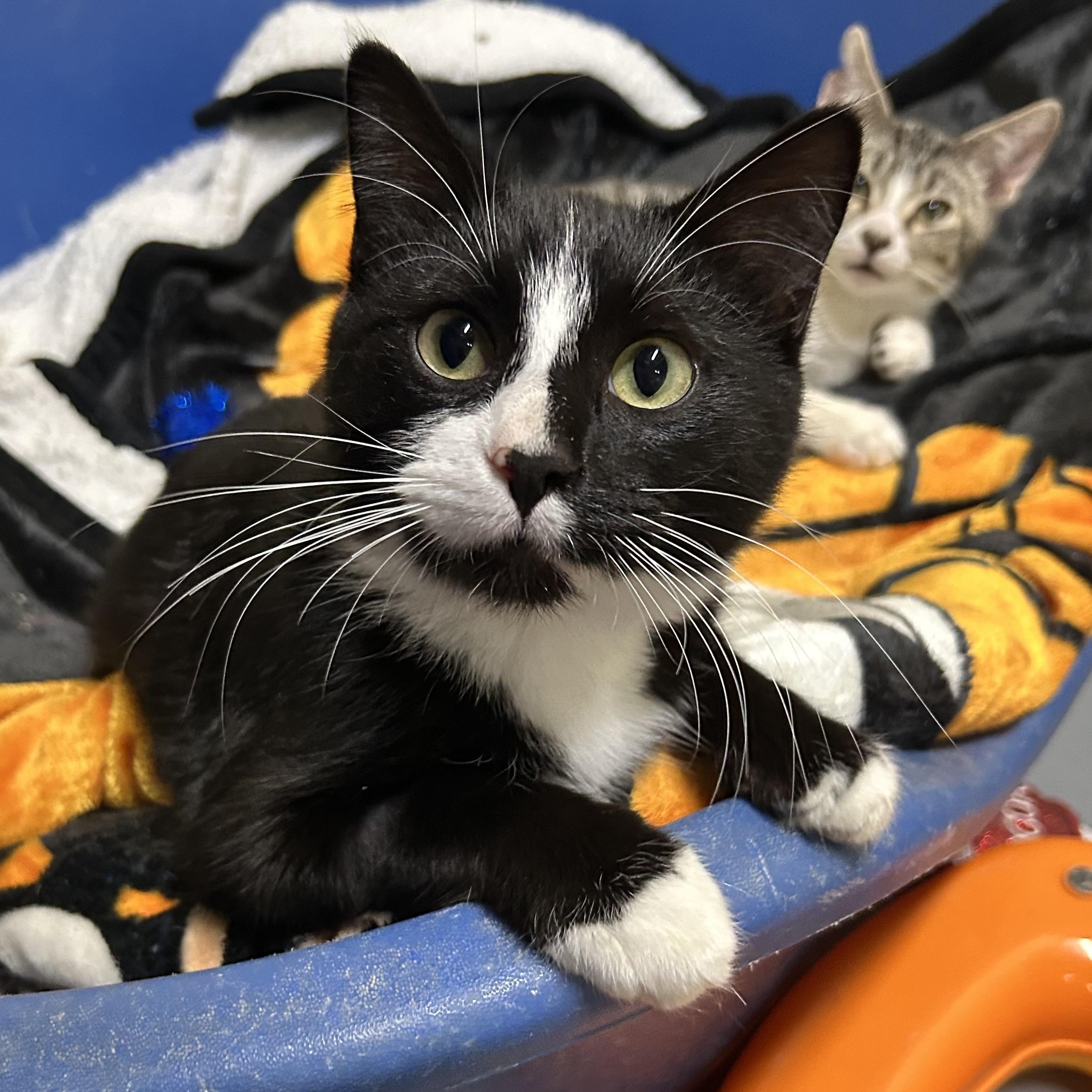 Benzo, Baby Male Domestic Short Hair