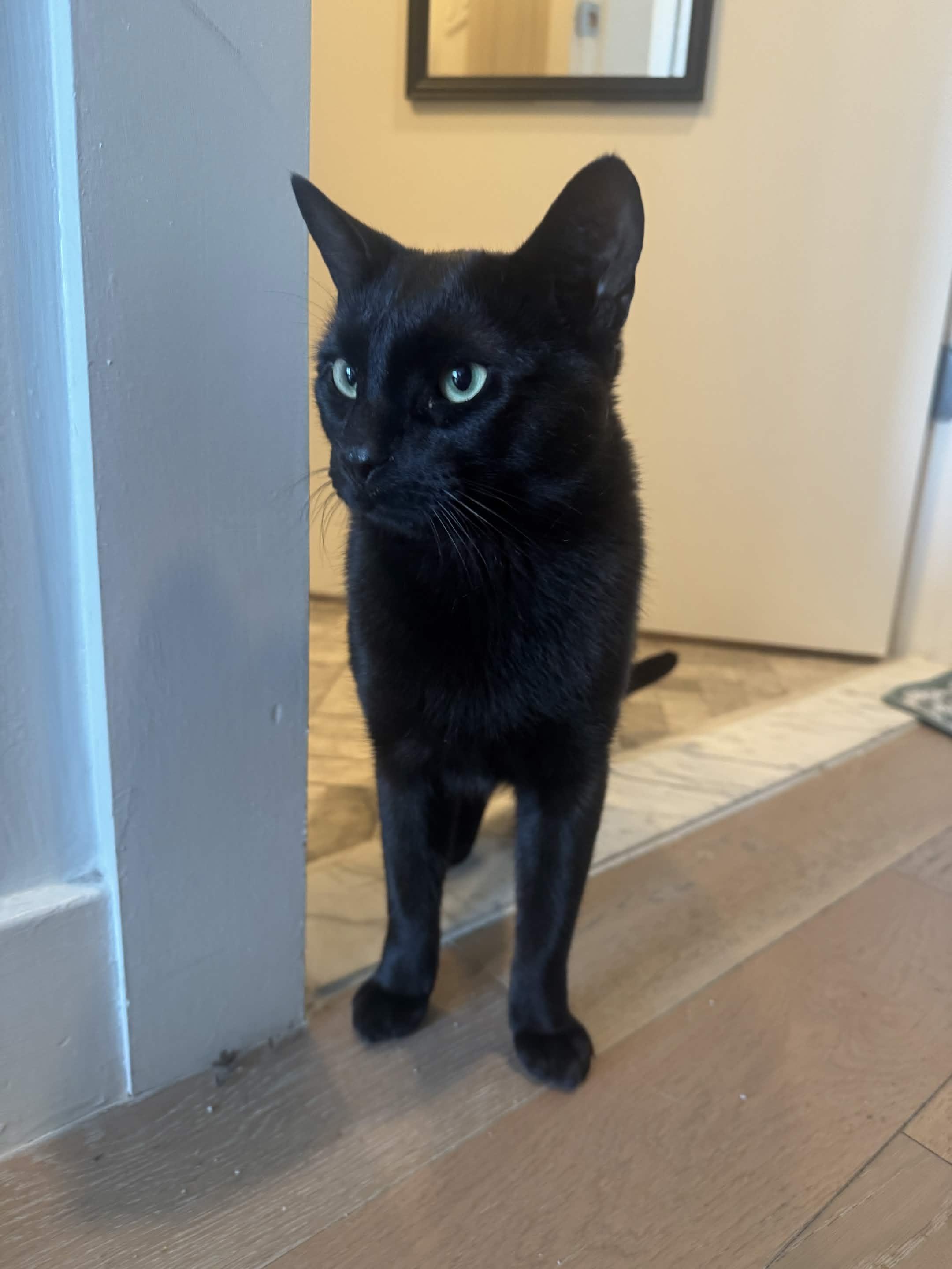 Guinness, a ADOPTABLE Domestic Short Hair in Weehawken, NJ image 6/6