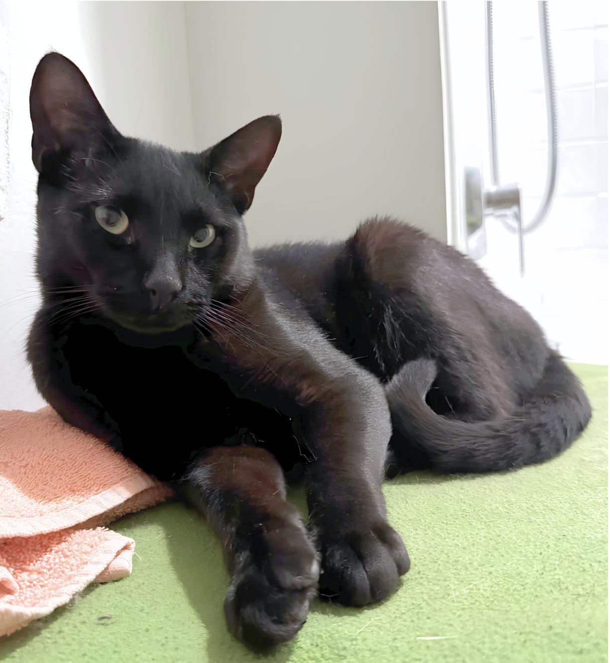 Guinness, a ADOPTABLE Domestic Short Hair in Weehawken, NJ image 1/6