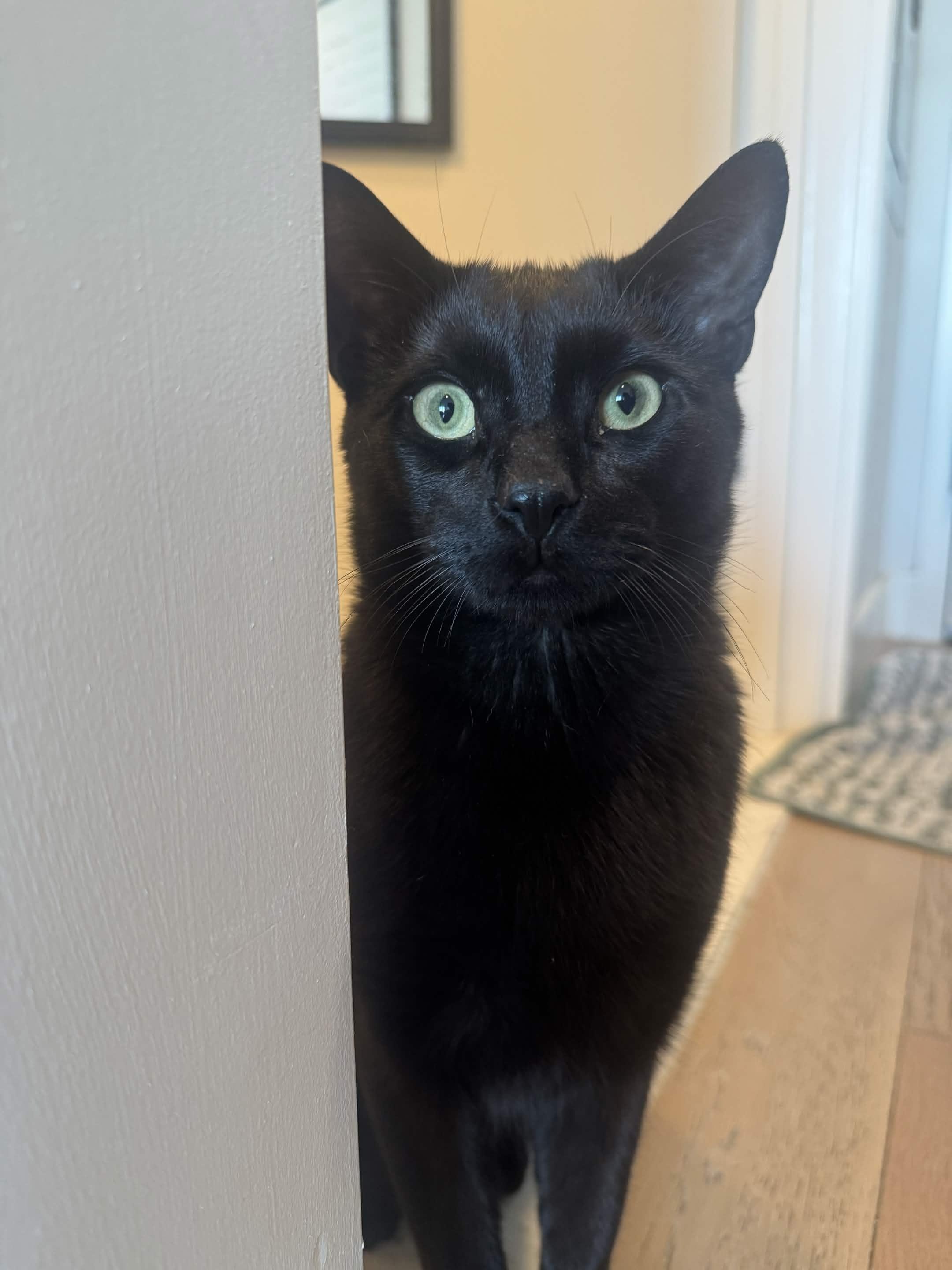 Guinness, a ADOPTABLE Domestic Short Hair in Weehawken, NJ image 5/6