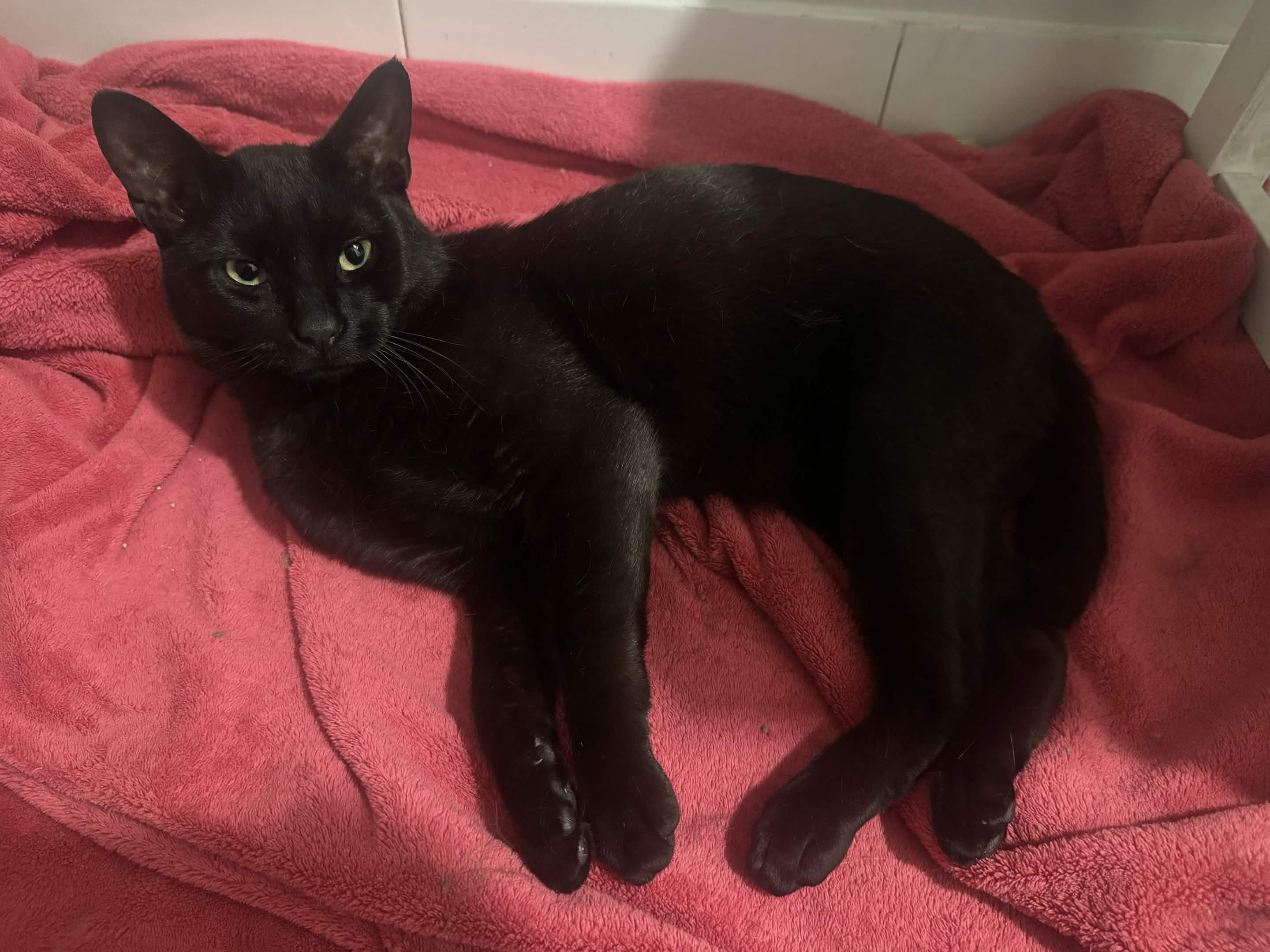 Guinness, a ADOPTABLE Domestic Short Hair in Weehawken, NJ image 4/6