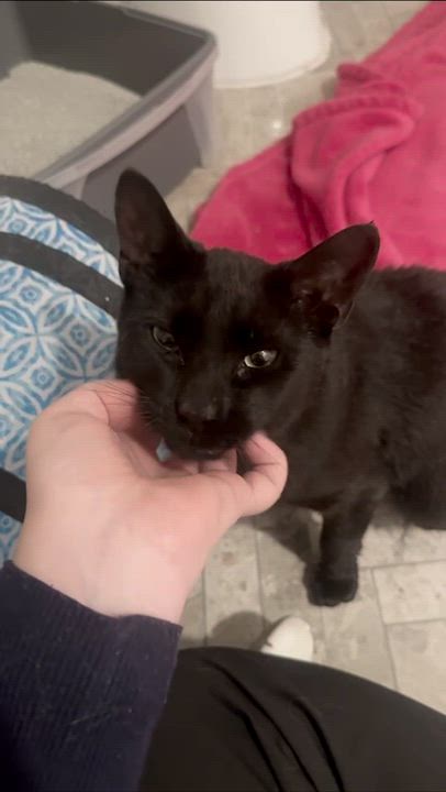 Enlarge Guinness, a ADOPTABLE Domestic Short Hair in Weehawken, NJ video 2/6