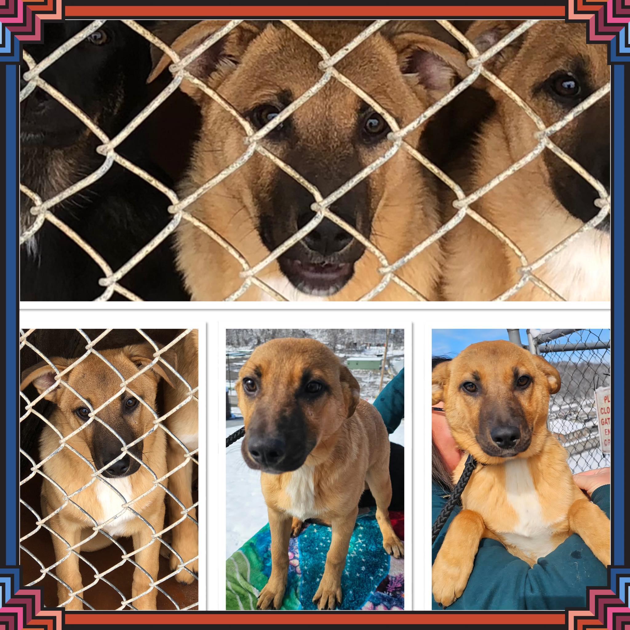 Enlarge MISS FURBULOUS, a ADOPTABLE mixed breed in Buckhannon, WV image 1/1