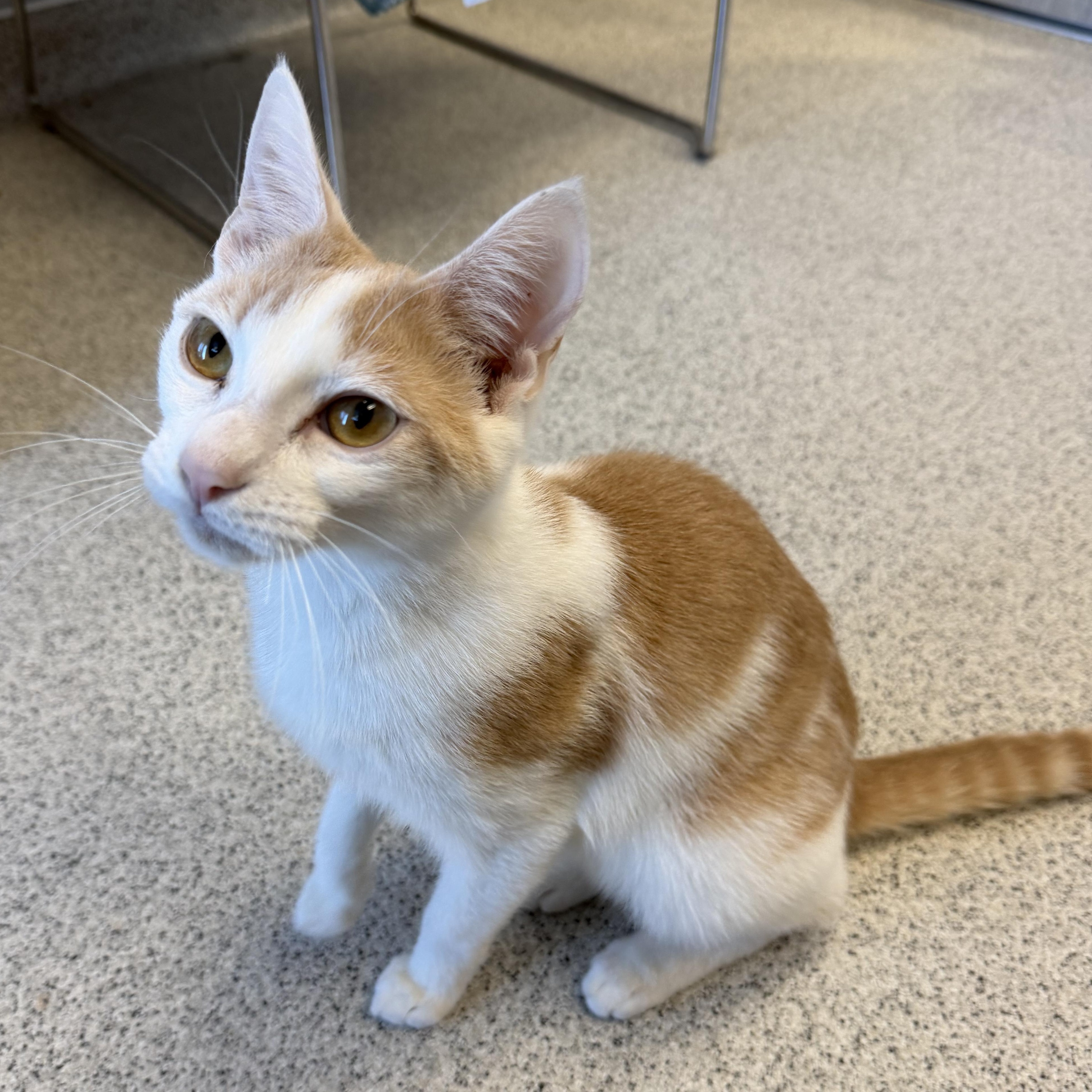 Enlarge Pancake, a ADOPTABLE Domestic Short Hair in Cooperstown, NY image 1/5