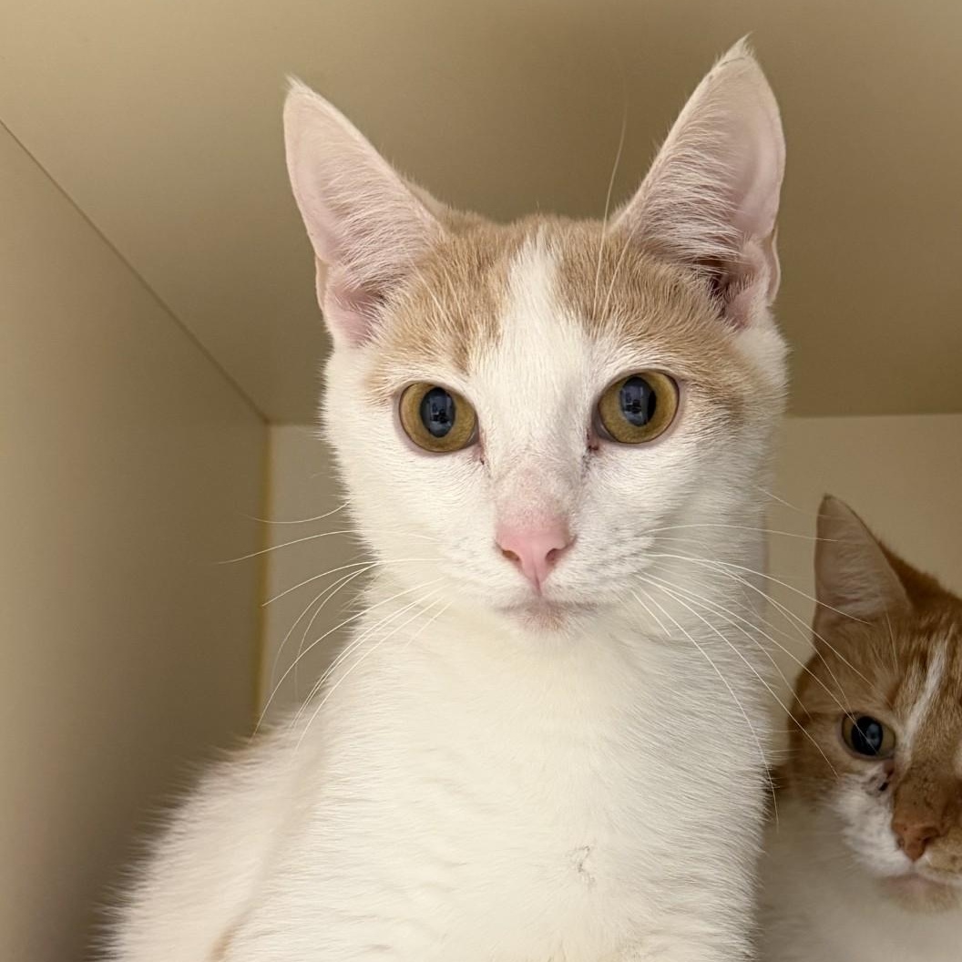 Enlarge Pancake, a ADOPTABLE Domestic Short Hair in Cooperstown, NY image 5/5