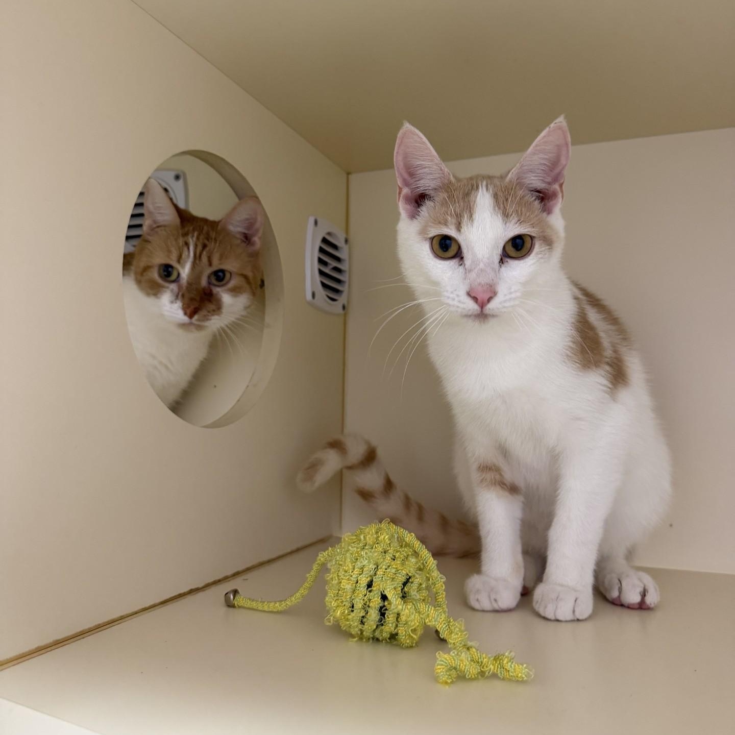 Enlarge Pancake, a ADOPTABLE Domestic Short Hair in Cooperstown, NY image 4/5