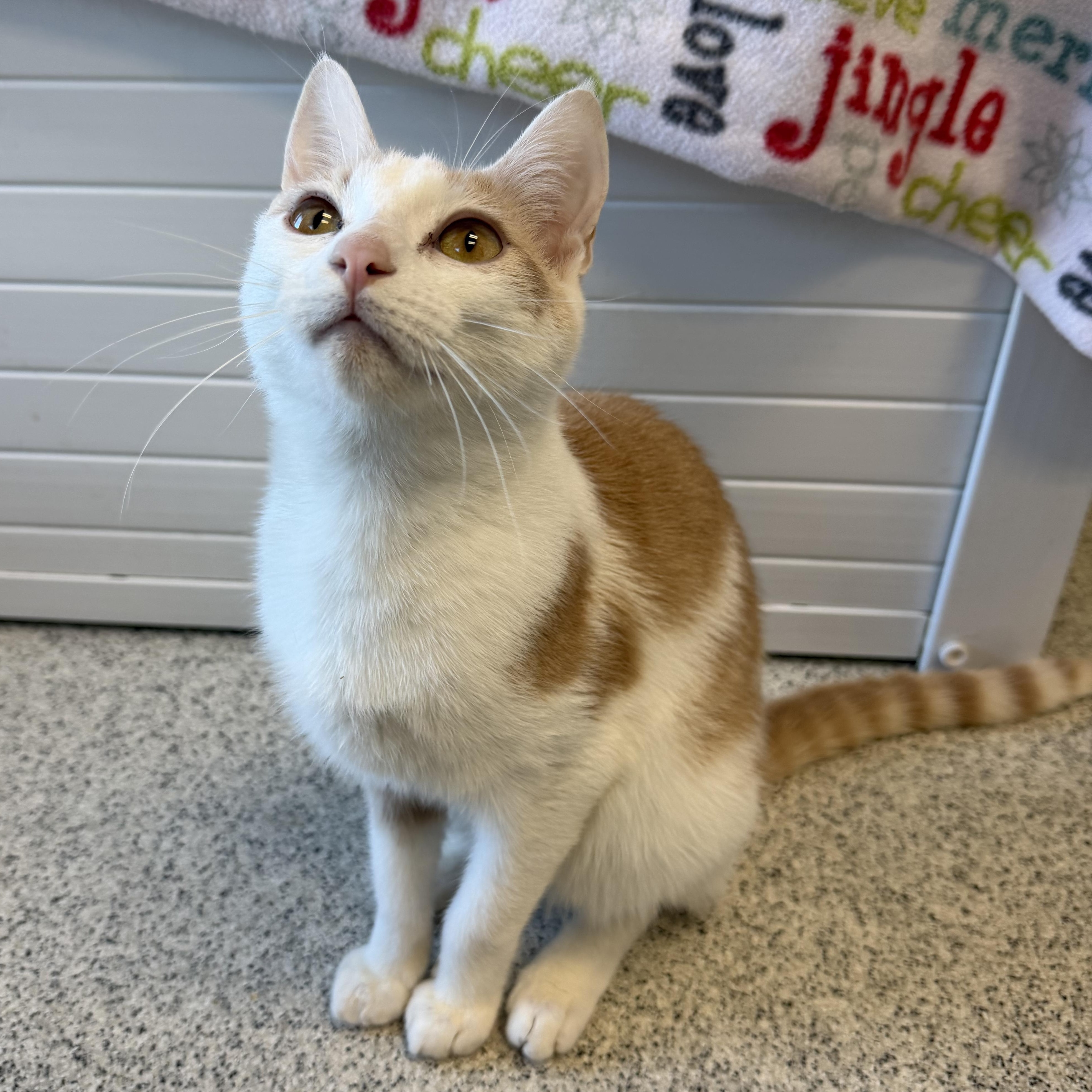 Enlarge Pancake, a ADOPTABLE Domestic Short Hair in Cooperstown, NY image 3/5