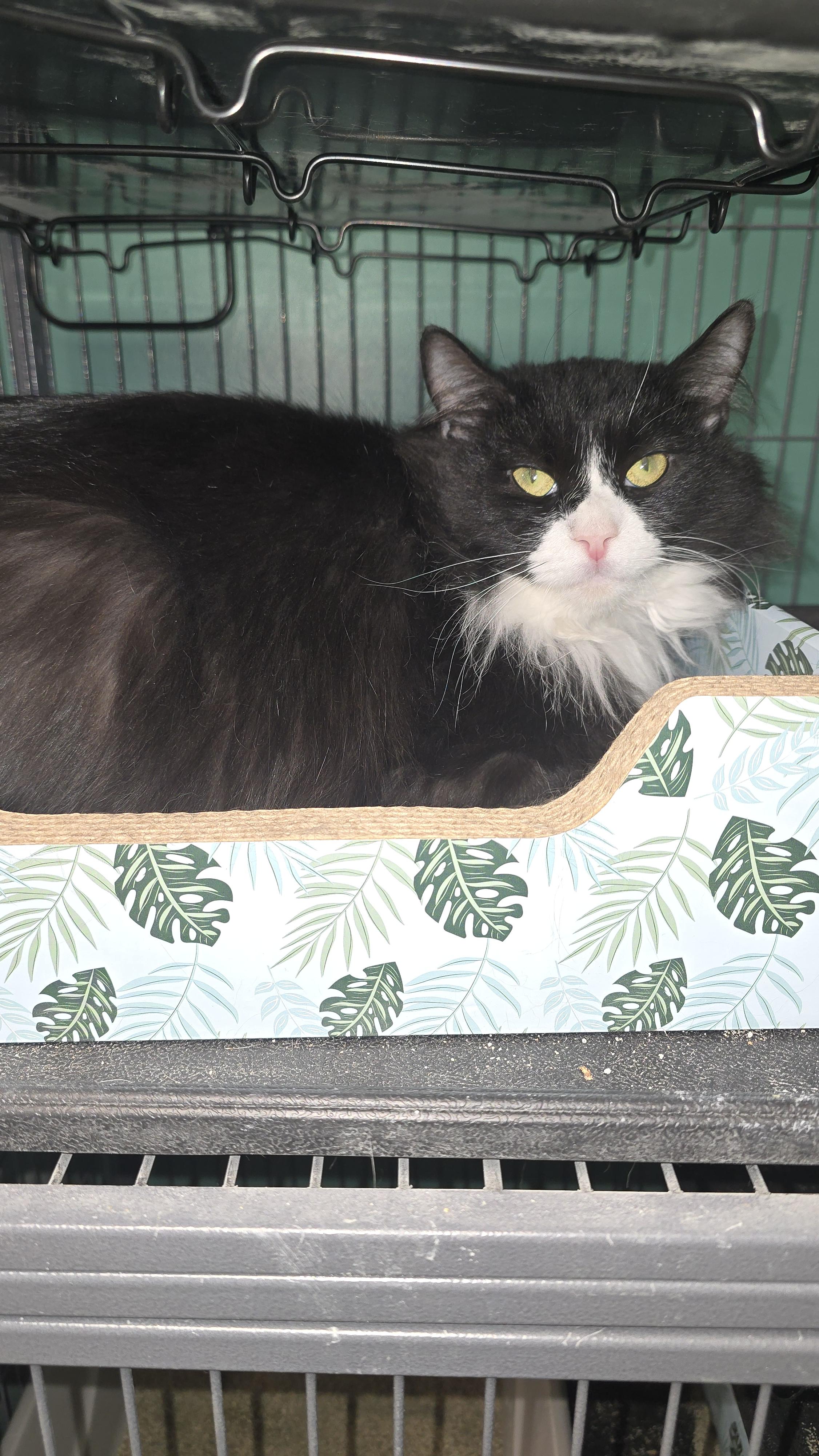 Enlarge Jiffy, a Adoptable mixed breed in Hershey, PA image 2/6