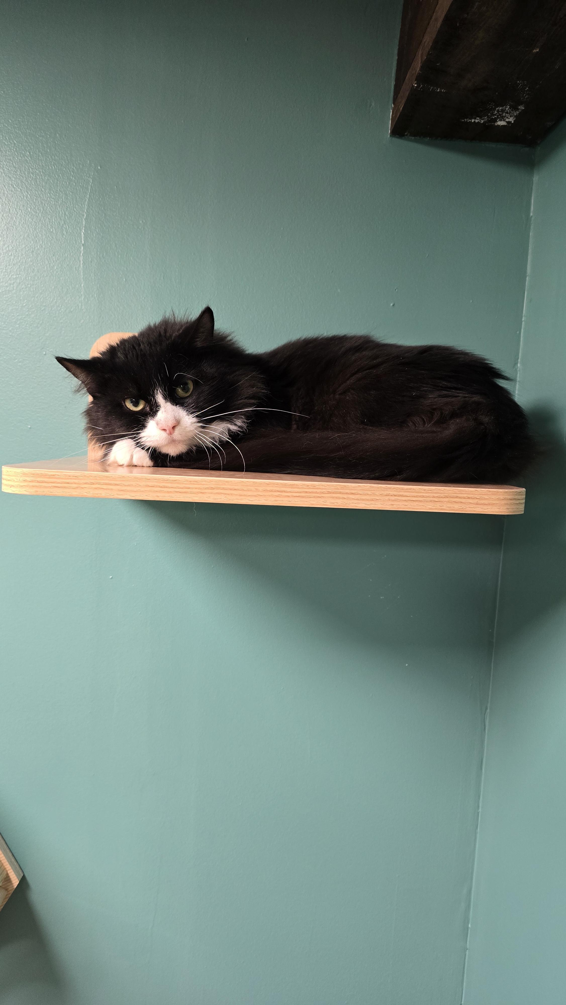 Enlarge Jiffy, a Adoptable mixed breed in Hershey, PA image 3/6