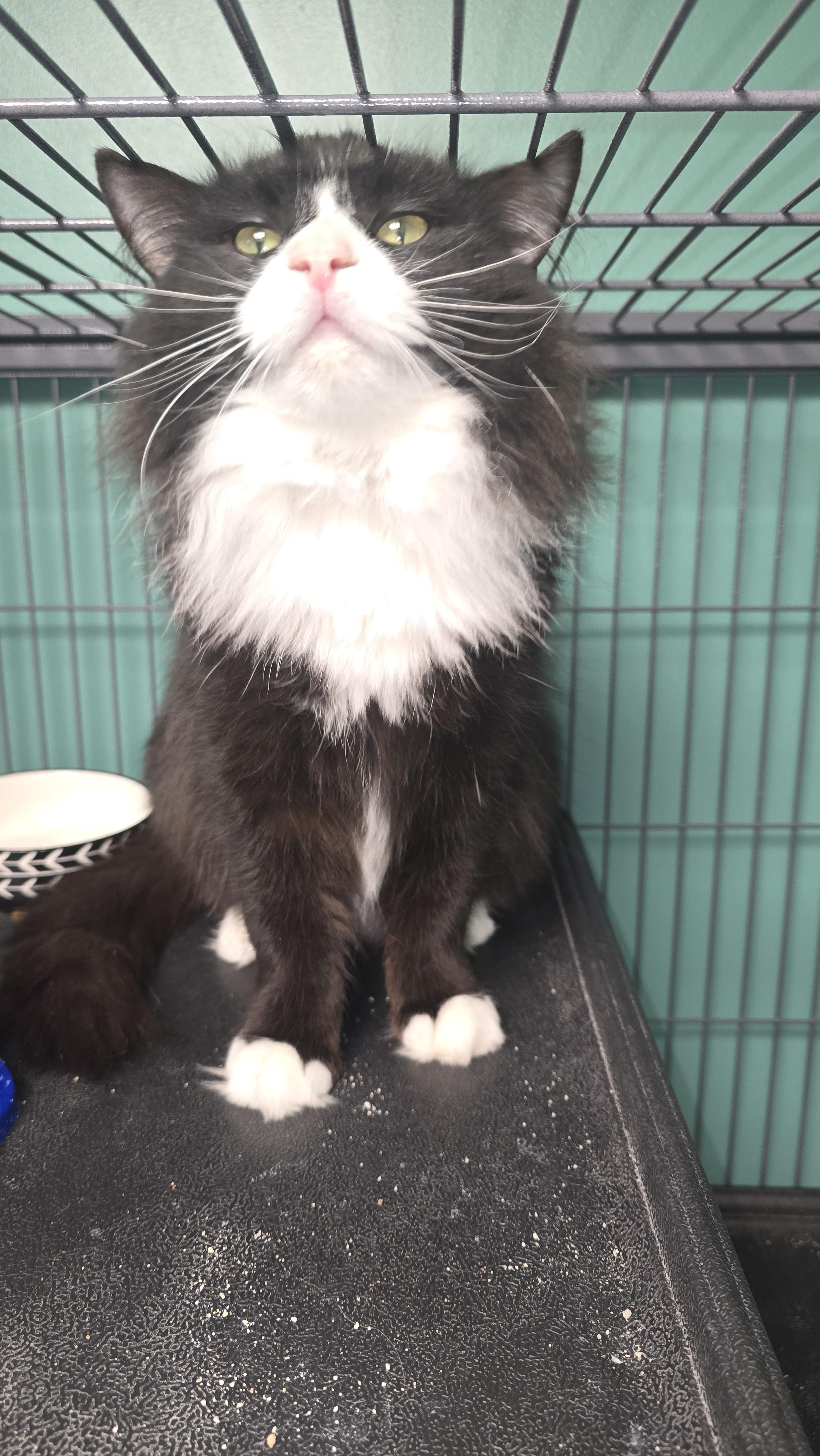 Enlarge Jiffy, a Adoptable mixed breed in Hershey, PA image 4/6