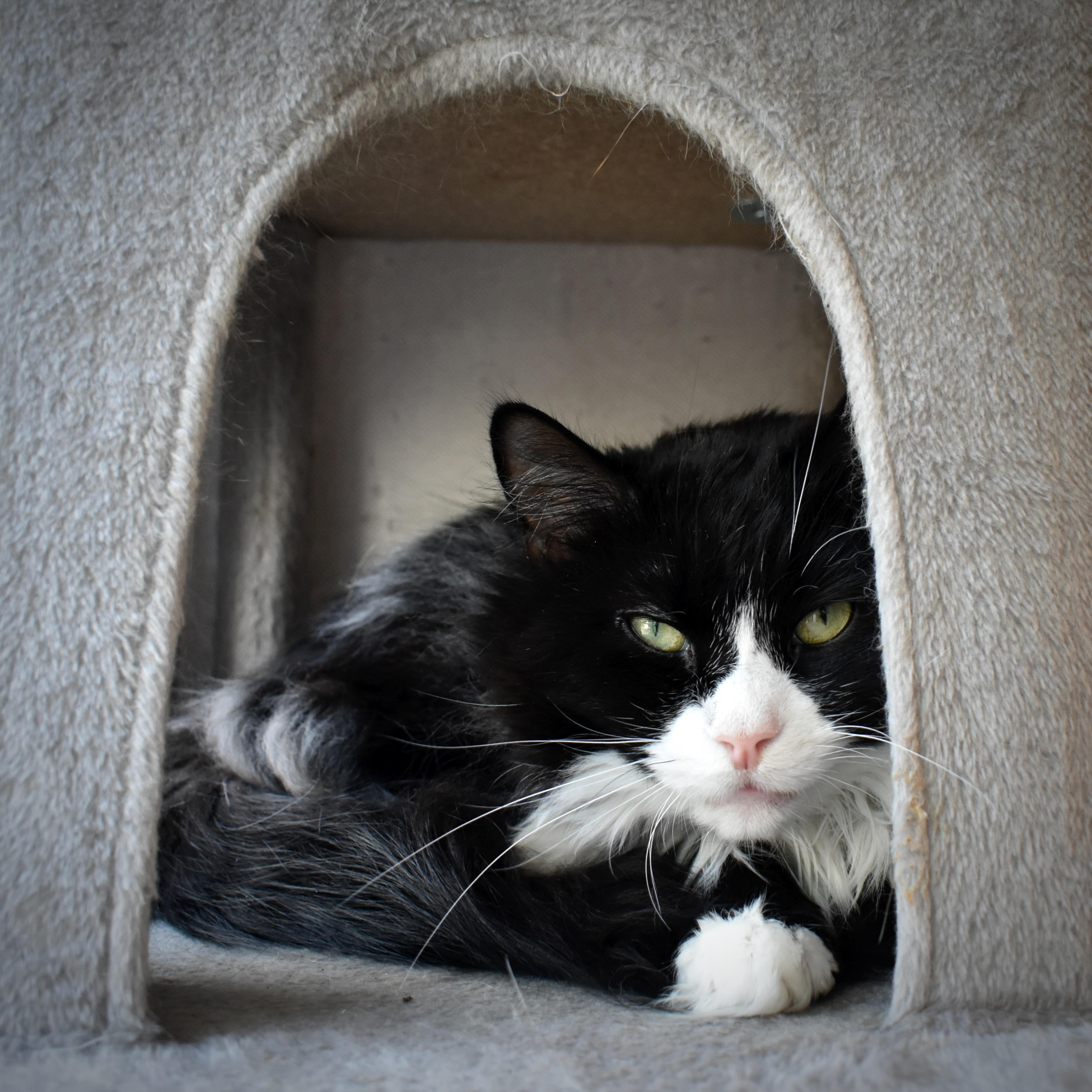 Jiffy, a Adoptable mixed breed in Hershey, PA image 5/6