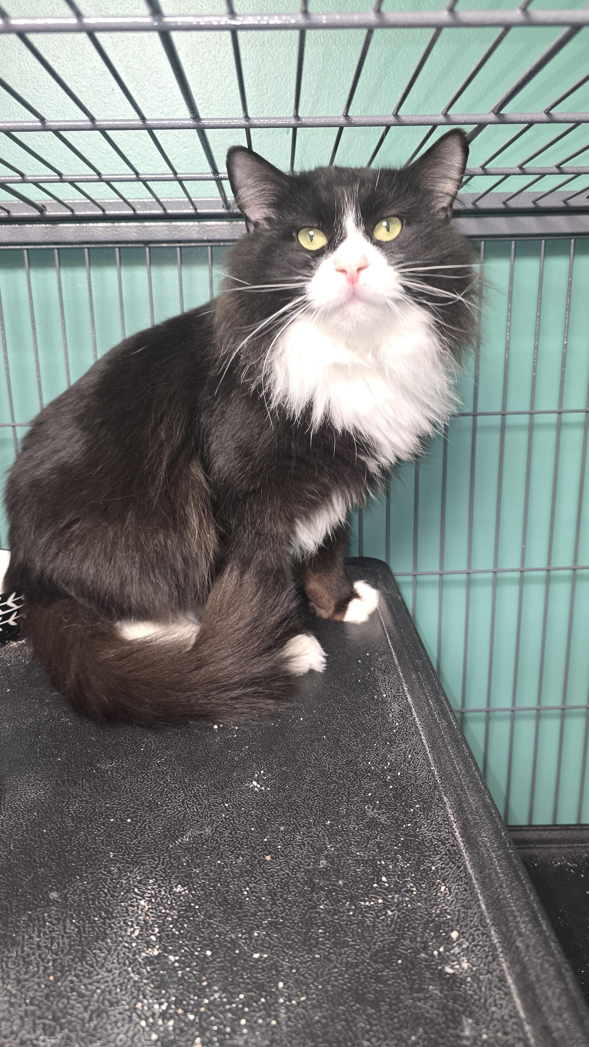 Enlarge Jiffy, a Adoptable mixed breed in Hershey, PA image 5/6