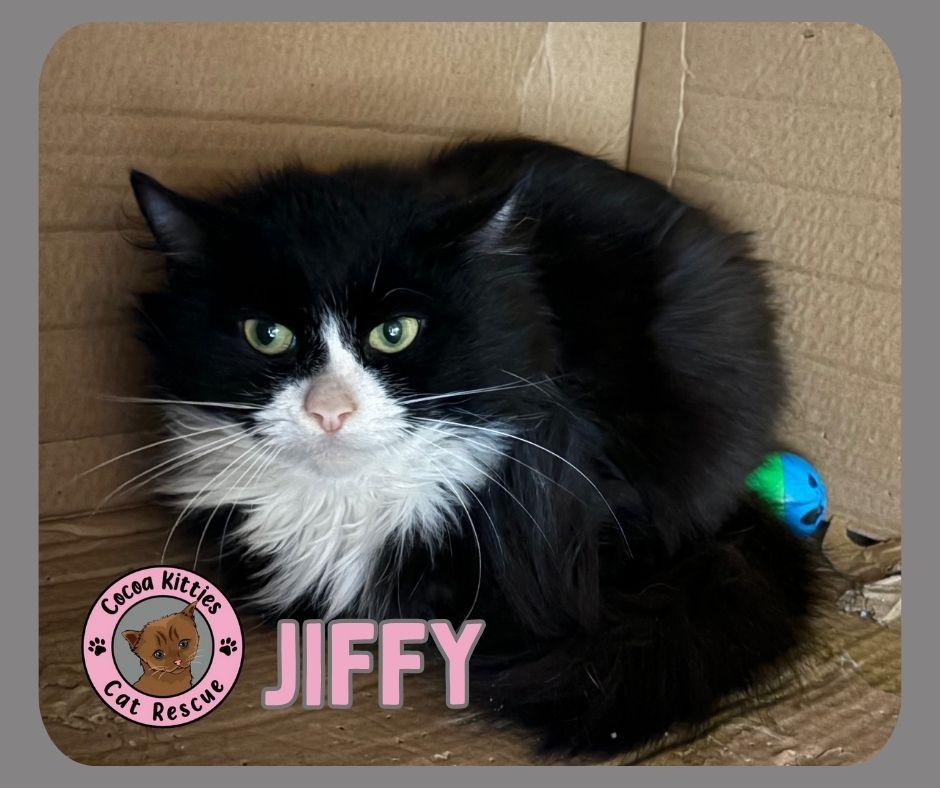 Enlarge Jiffy, a Adoptable mixed breed in Hershey, PA image 6/6