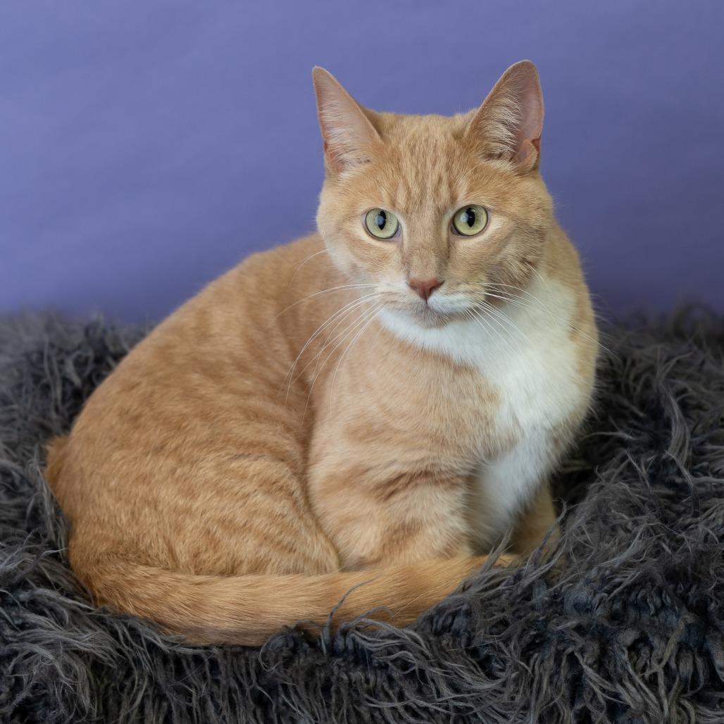 Ron, Adoptable, Senior Male Domestic Short Hair.