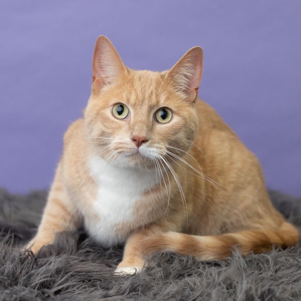 Ron, a Adoptable Domestic Short Hair in St. Paul, MN image 2/5