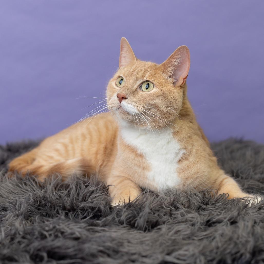 Ron, a Adoptable Domestic Short Hair in St. Paul, MN image 3/5