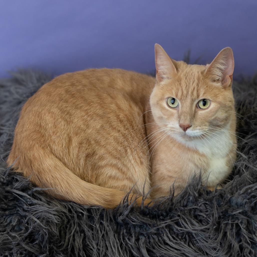 Ron, a Adoptable Domestic Short Hair in St. Paul, MN image 4/5